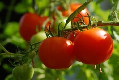 Тематическое фото piqsels.com