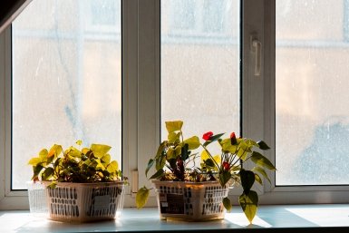 2 капли — и подоконники белее молока: как убрать желтизну и грязь от горшков без упорного трения