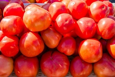 Важно перестать опрыскивать томаты удобрениями просто так Мария Смитюк, ИА PrimaMedia.ru